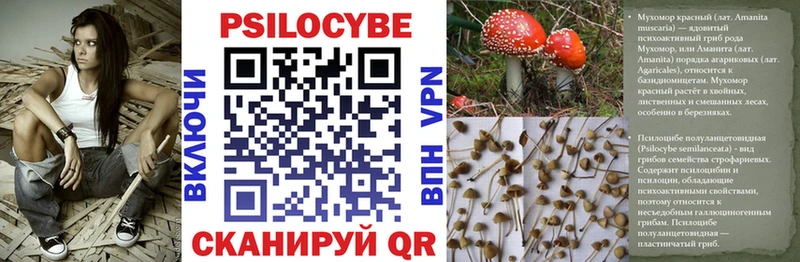 где купить наркоту  Бор  Псилоцибиновые грибы Psilocybine cubensis 