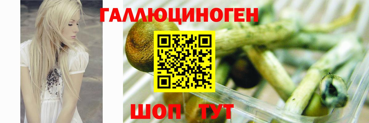 Бор  Псилоцибиновые грибы Cubensis  Вход с VPN  Галлюциногенные грибы MAGIC MUSHROOMS 